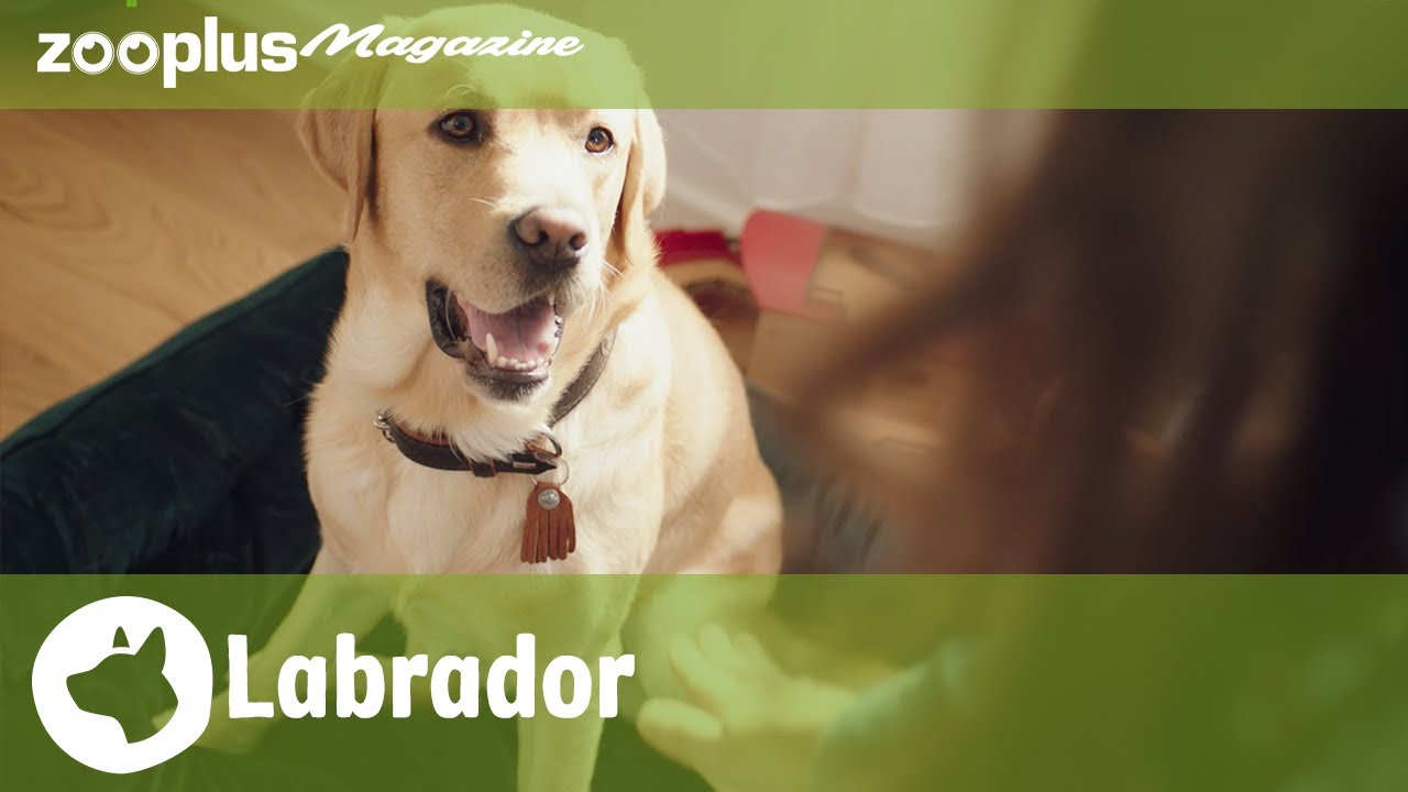 Labrador Retriever: Showline vs Field Trial Line, Education & Character| zooplus.co.uk