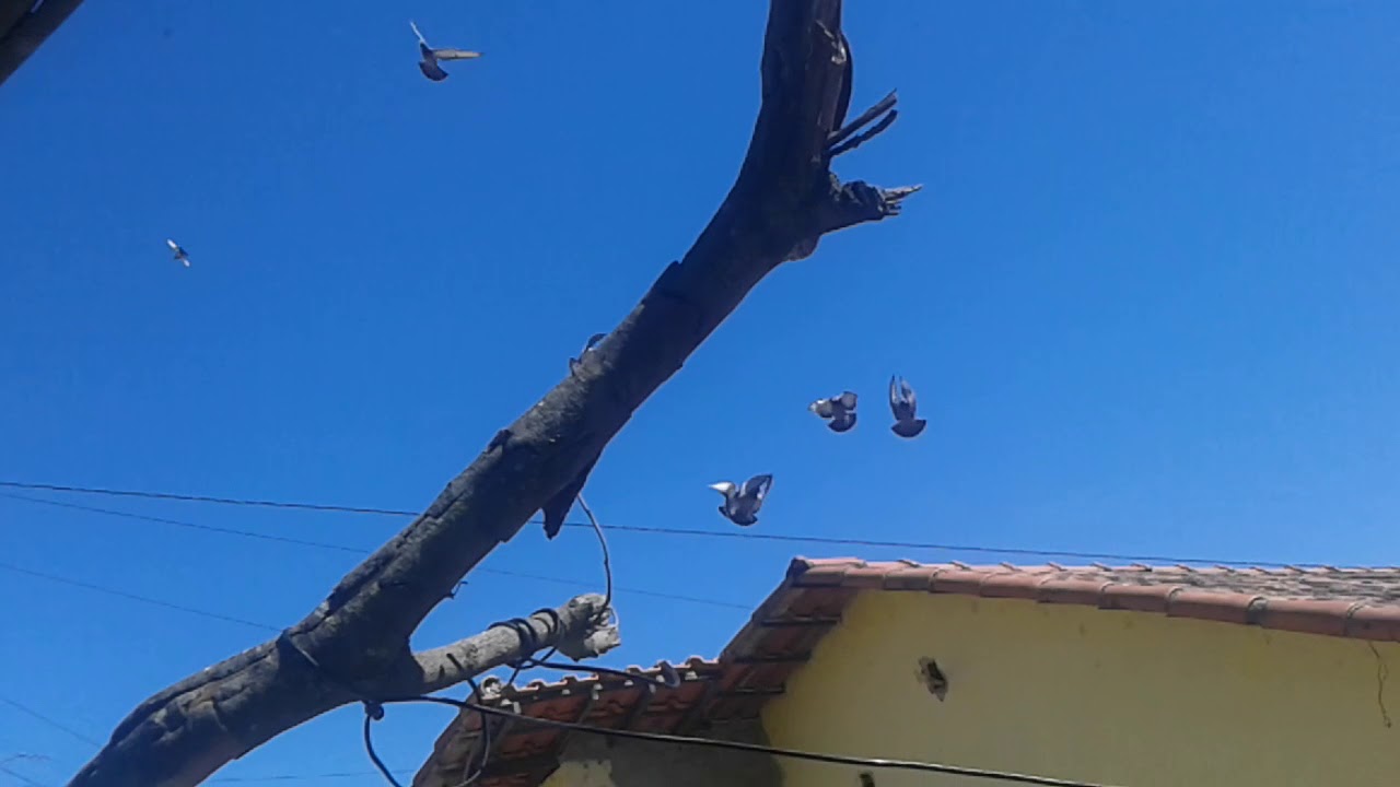 Filhote de pombo correios no primeiro vôo.