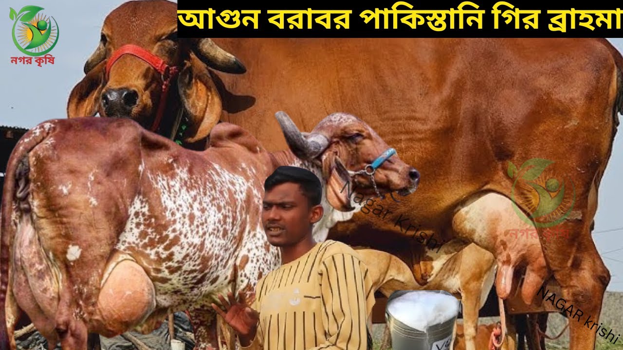 রাসেল ভাইয়ের আগুন বরাবর পাকিস্তানি গির ব্রাহমা শাহিওয়াল ! ১৭-৩০ লিটারের মধ্যে বাচ্চাসহ দুধের গাভী