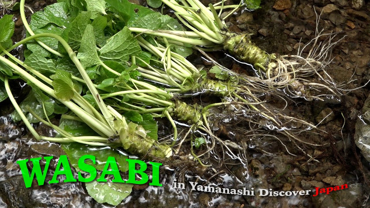 富士山の恵み、山梨で春の恵みを感じる旅🌸〈旅人・土井善晴〉