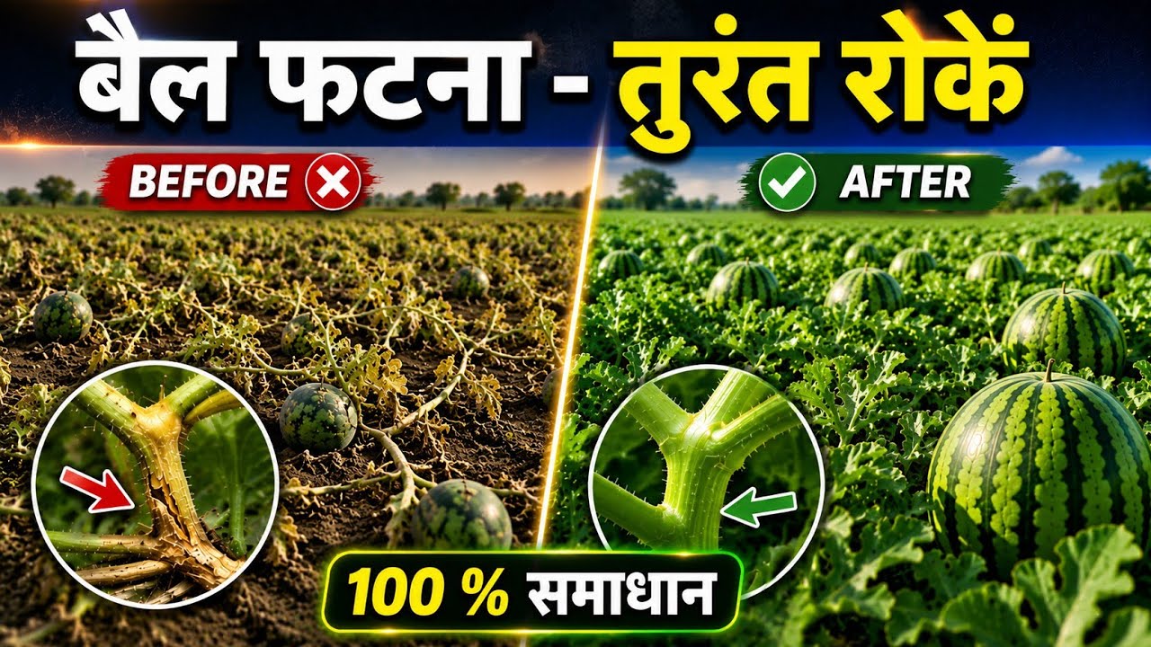 Tarbuj Ki Bel Phatne Ka Permanent Samadhan  100% Solution #Aasankheti