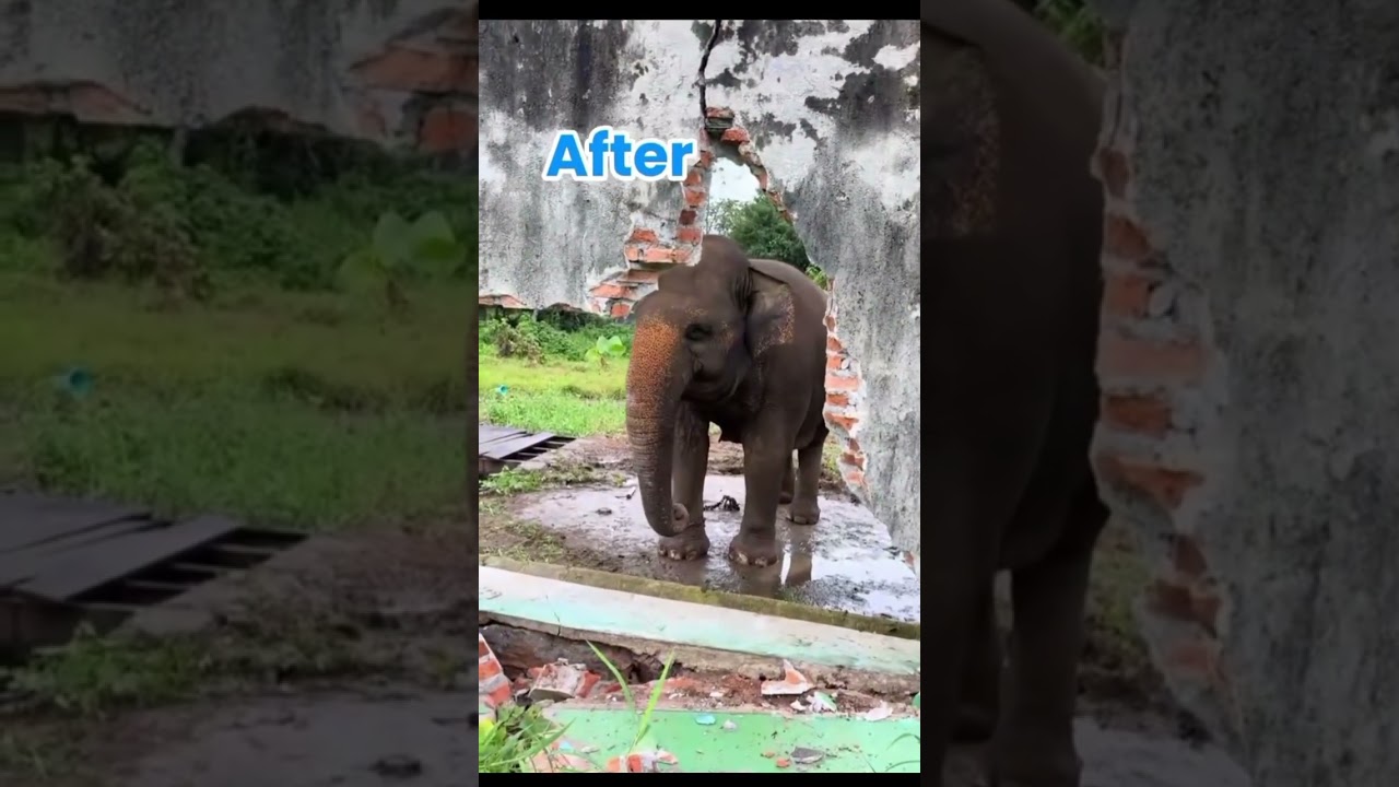 proyek siti buat bapaknya😱#shorts #hewanlucu #zoo