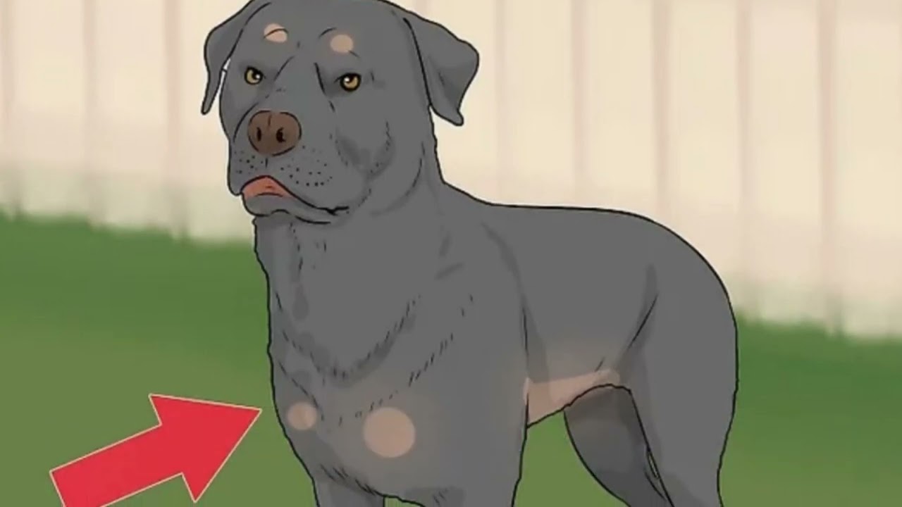 3 Segnali che Indicano che un Cane sta per Attaccare