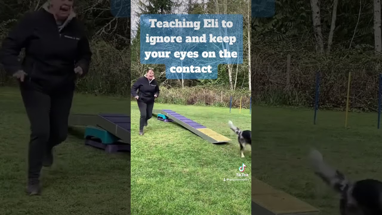 Dog Walk Distraction Training #agility #dogsport #sportmix #runningcontacts