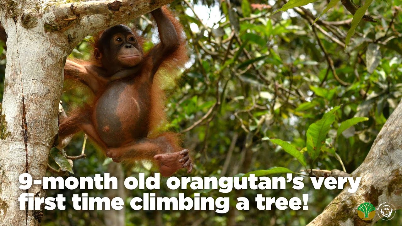 9-month old orangutan's very first time climbing a tree!