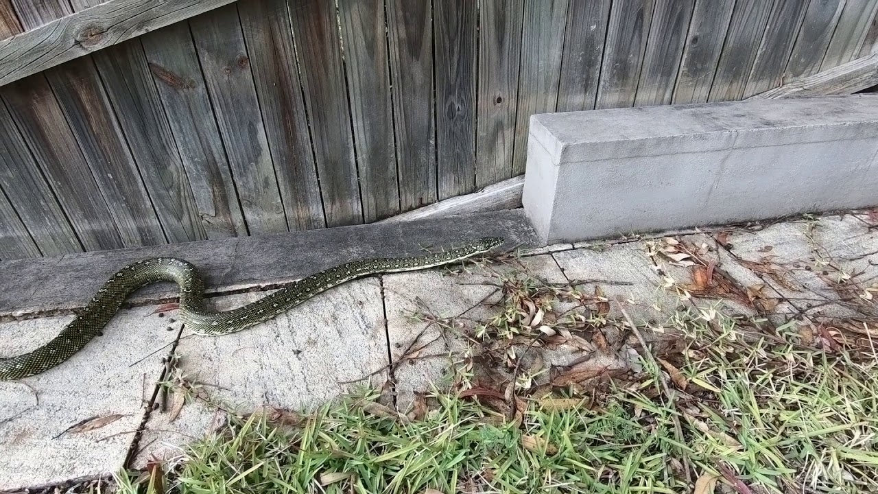 Backyard Diamond Python