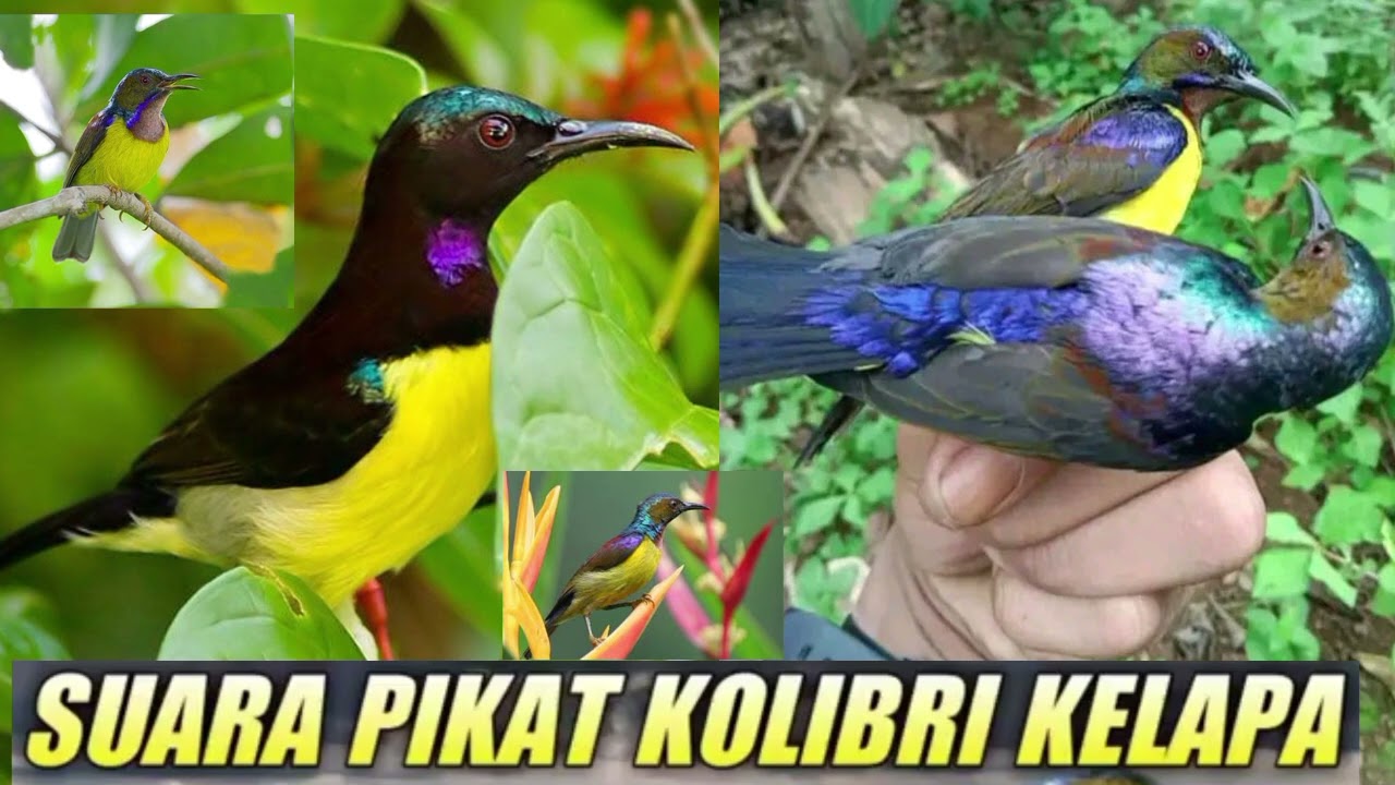 SUARA PIKAT KOLIBRI KELAPA RIBUT AMPUH BUAT PIKAT, BURCIL SEKEBON AUTO NGUMPUL // KORLAP GACOR RIBUT