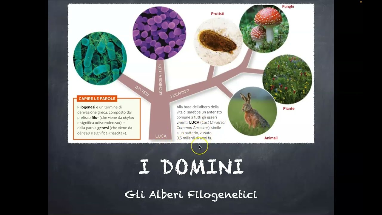 La classificazione dei viventi
