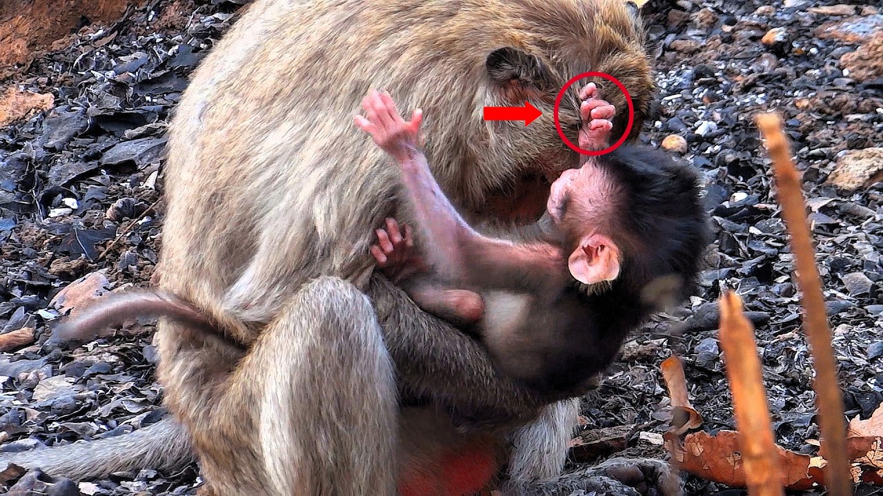 OMG,look at the newborn baby monkey trying to hold on to its mother so it doesn't fall to the ground