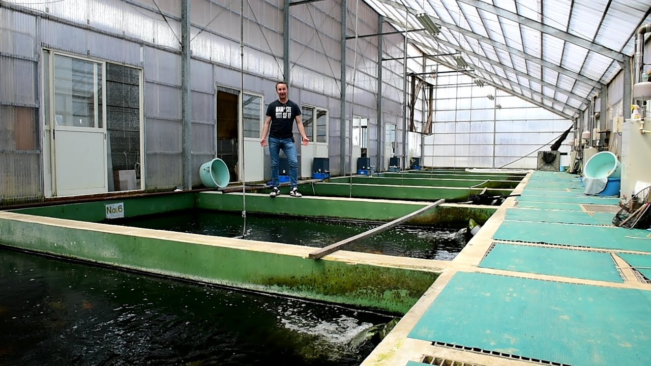 Modern Koi Blog #912 - Niigata Spezial: Miyatora Koi Farm