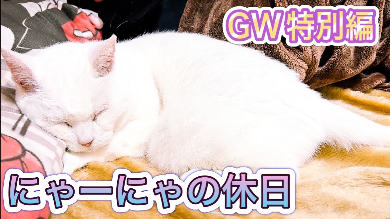 まさかにゃーにゃがこんな風に遊ぶなんて【にゃーにゃの休日】