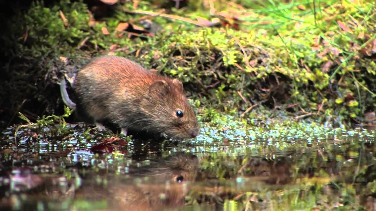 Trailer Het Groene Woud
