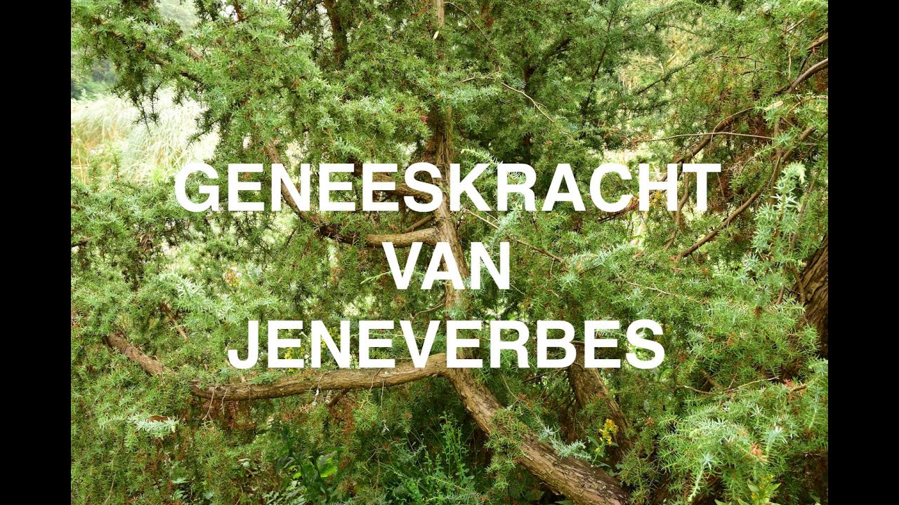 GENEESKRACHT van JENEVERBES - Kruidengeheimen