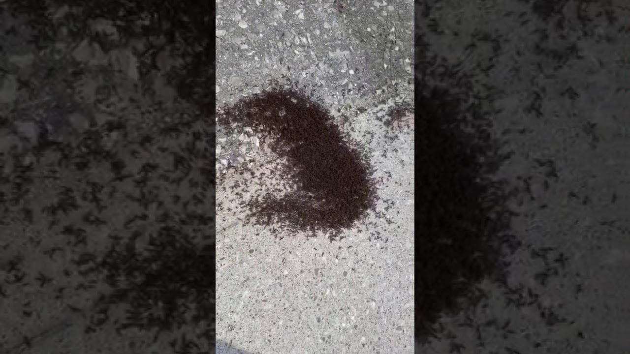 Ant Control Toronto - Commercial Service