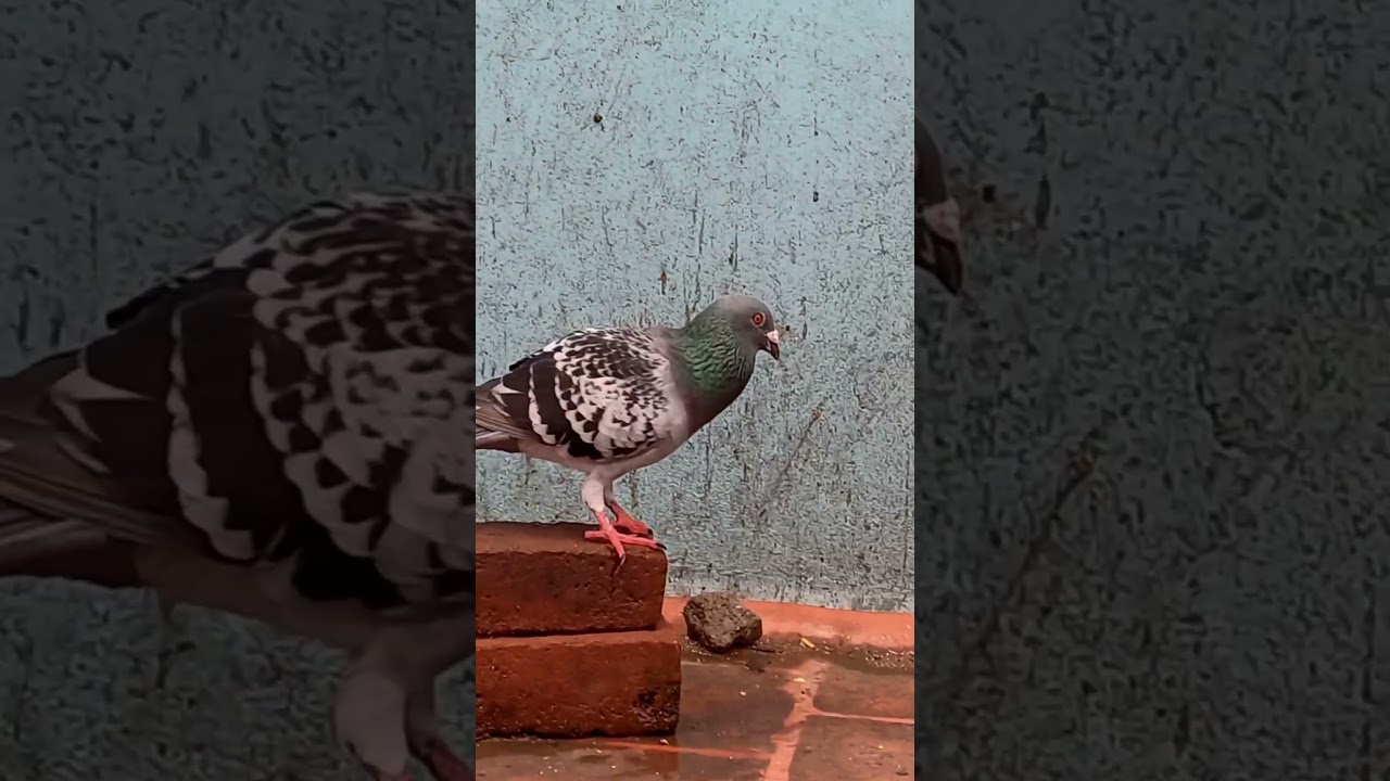 Homer Pigeons #pura #purasokku #homerloft #tamil #trending #vlj #viralshorts #training #tips #kgf