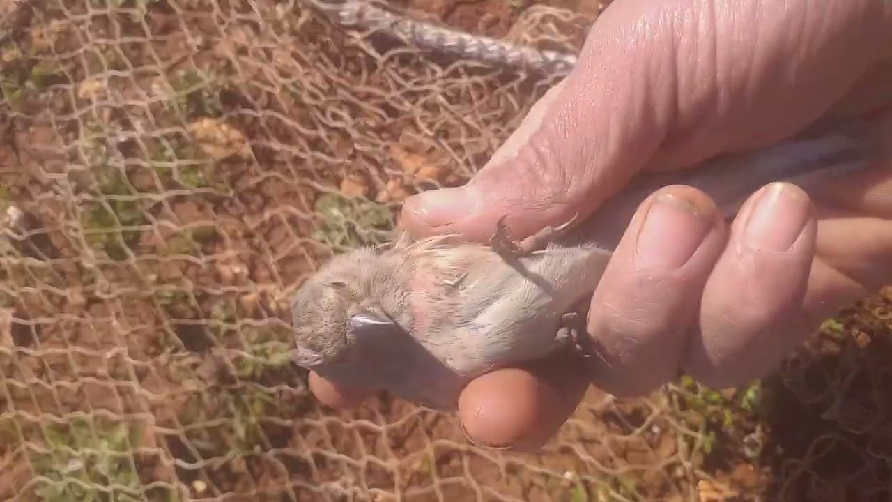 صيد عصفور التفاحي بالشبكه الارضيه