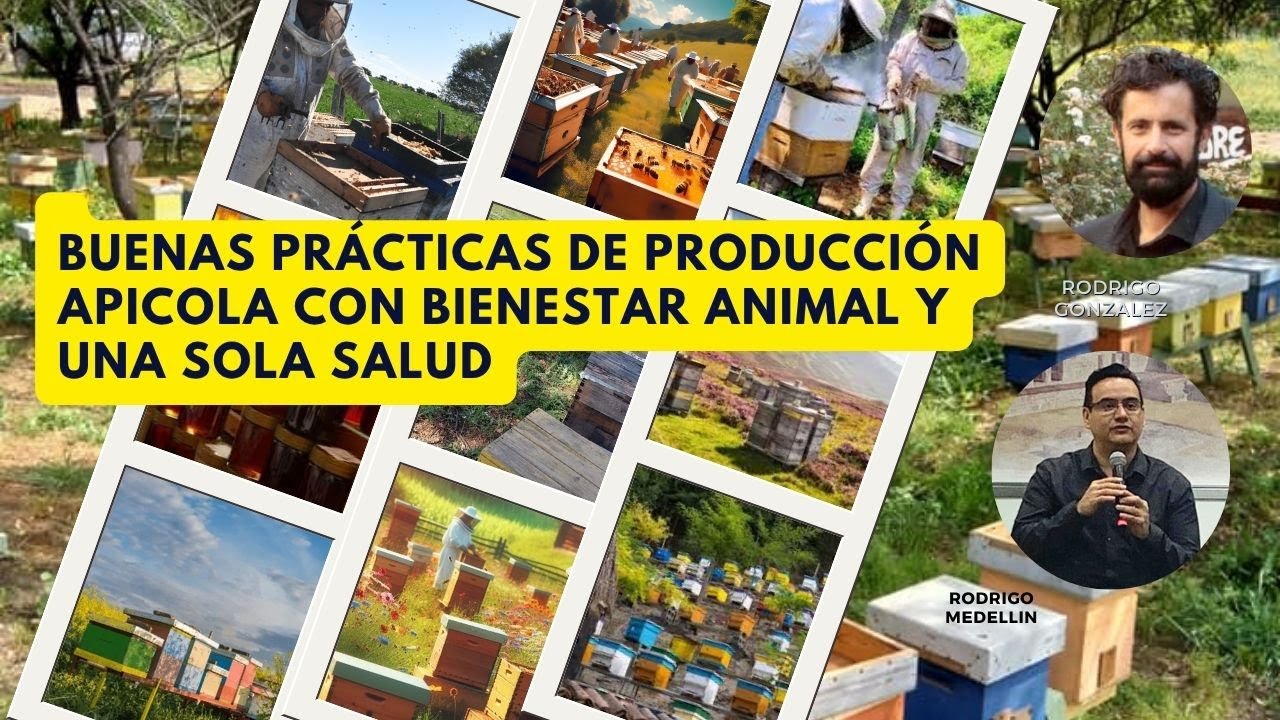 Apicultura Saludable : Buenas Practicas y Bienestar de las Abejas