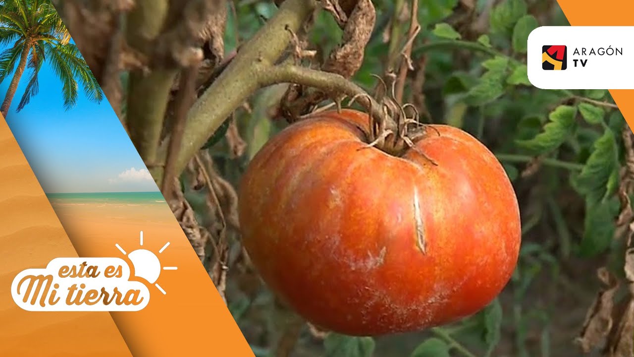 El mejor tomate antiguo de España