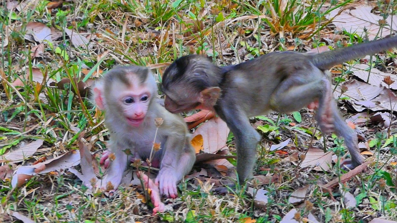 How did baby Levy react when baby long-tailed come to hug him instead of Libby