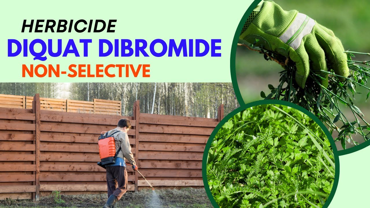 Diquat Dibromide a non selective herbicide for weeds removals from crops, orchard, tracks and water.