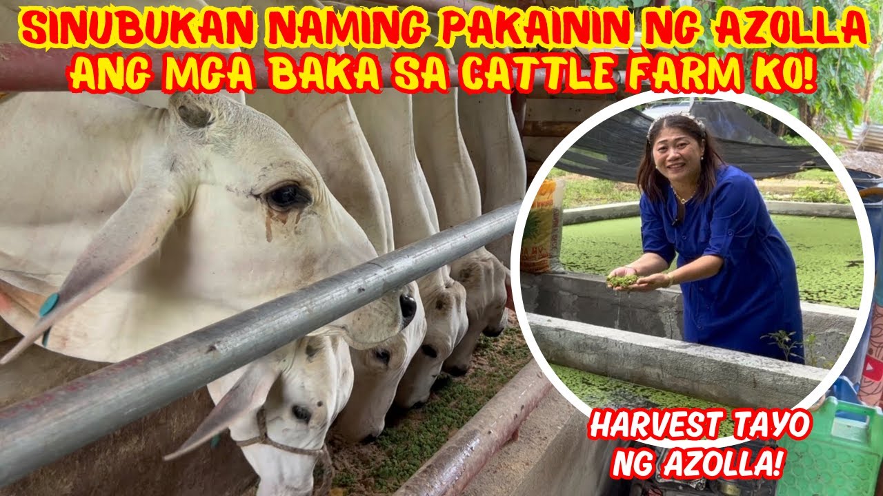 SINUBUKAN NAMING PAKAININ NG AZOLLA ANG MGA BAKA SA CATTLE FARM KO! | SOLLE'S GANDANG BUHAY