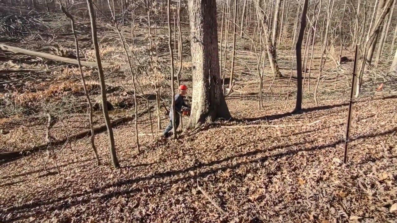 Watching the big trees fall,  the neighbor clapped his hands when the tree fell 