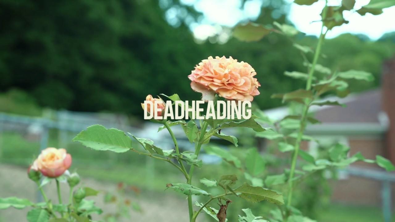 GardenStyle | Deadheading