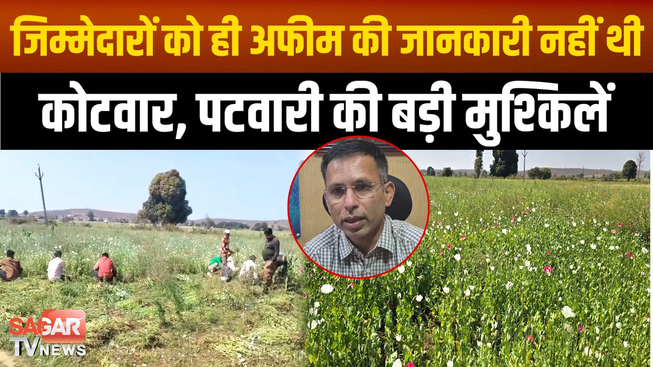 खेत में लहलहा रही थी अ-फीम की फसल, जिम्मेदारों को जानकारी नहीं थी, कलेक्टर बोले दुर्भाग्यपूर्ण !
