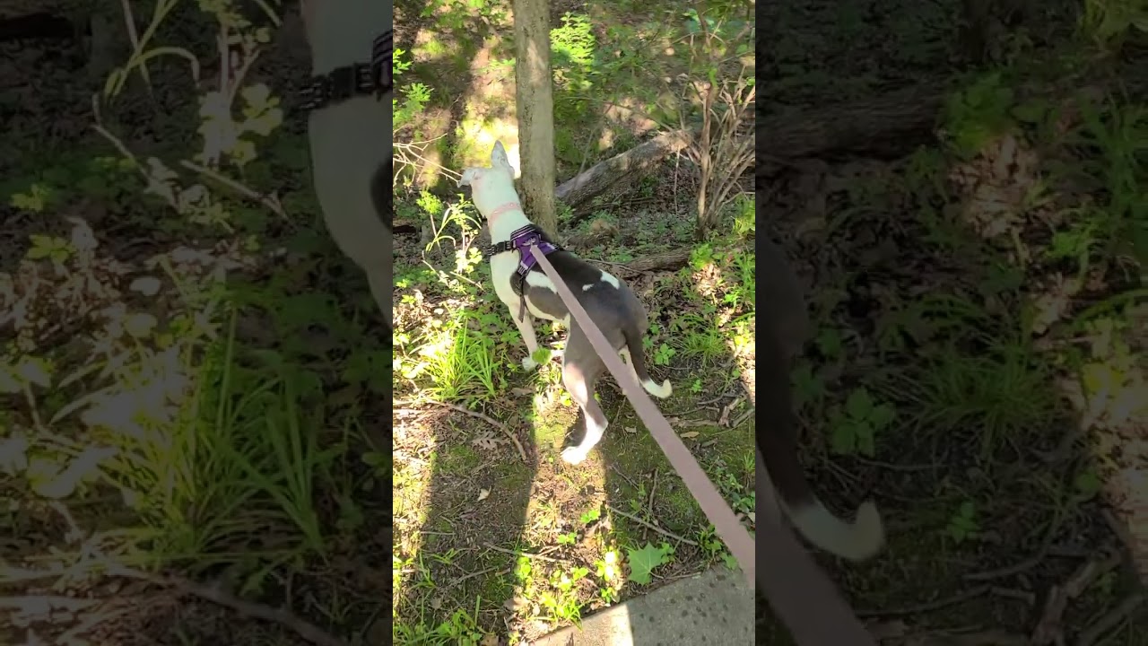 Found a deer chilling out at the creek 