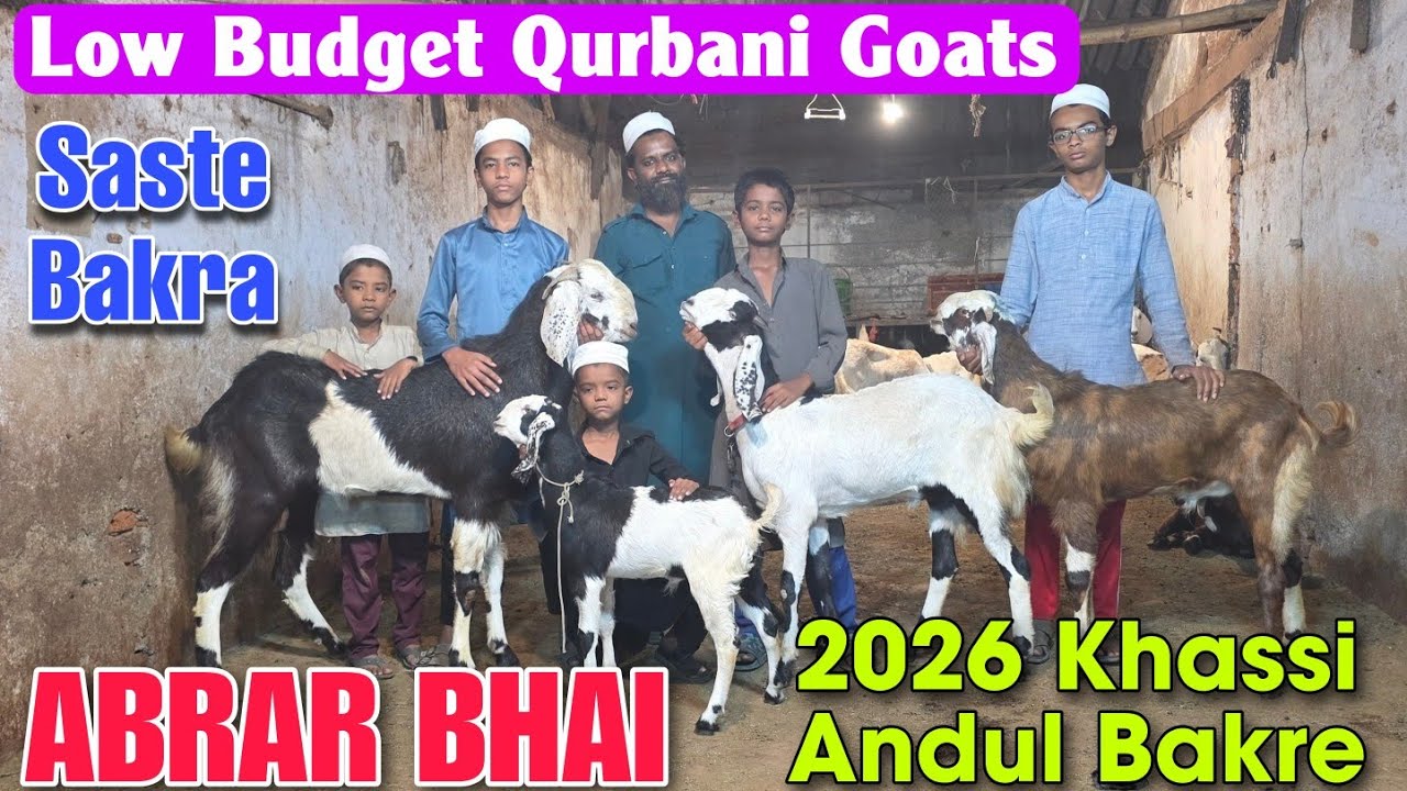 2026 Low Budget Khassi Andul Goats At ABRAR BHAI | Saste Qurbani Ke Bakre In Bhiwandi 
