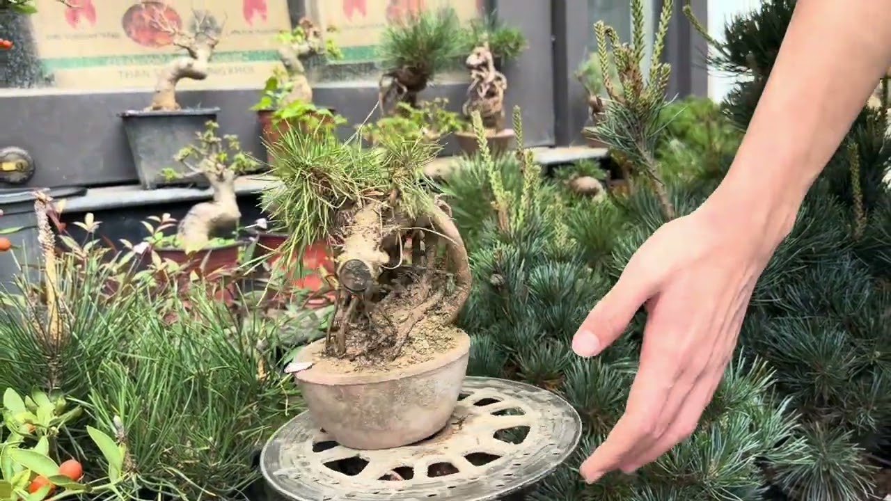 #bonsaicaycanh#ngọc trai đen,Tùng nhật kisshu,thông 5 lá ngắn,du kí đá,dt 0973 446 313 sáng 1/3/2026