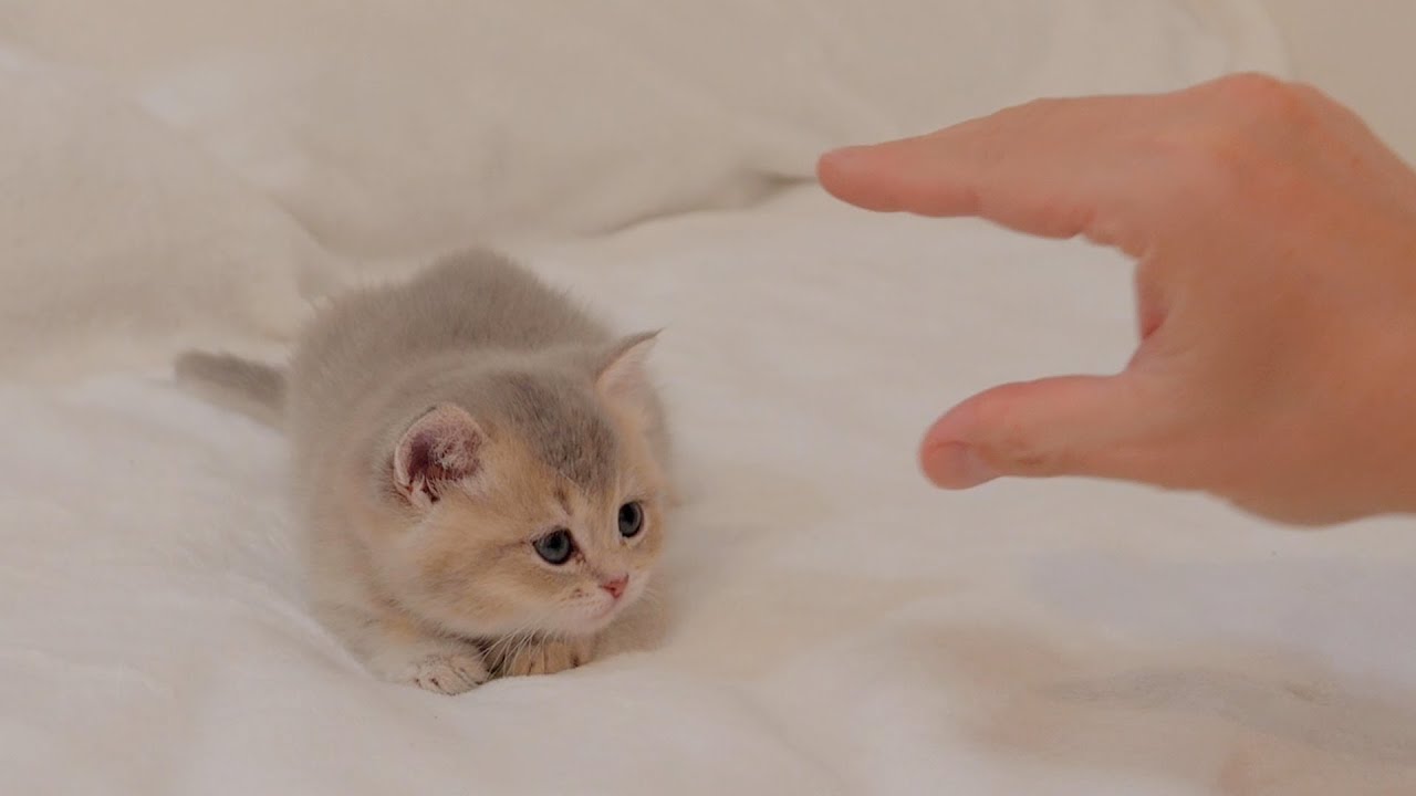 Котята лают, как собаки, и злятся, если с ними не играть.