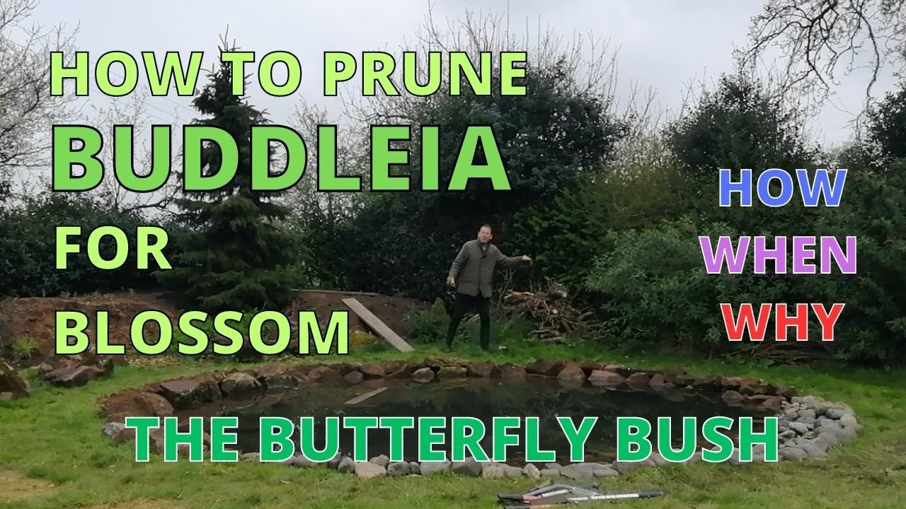 How to Prune BUDDLEIA Butterfly Bush | HOW, WHEN, WHY.