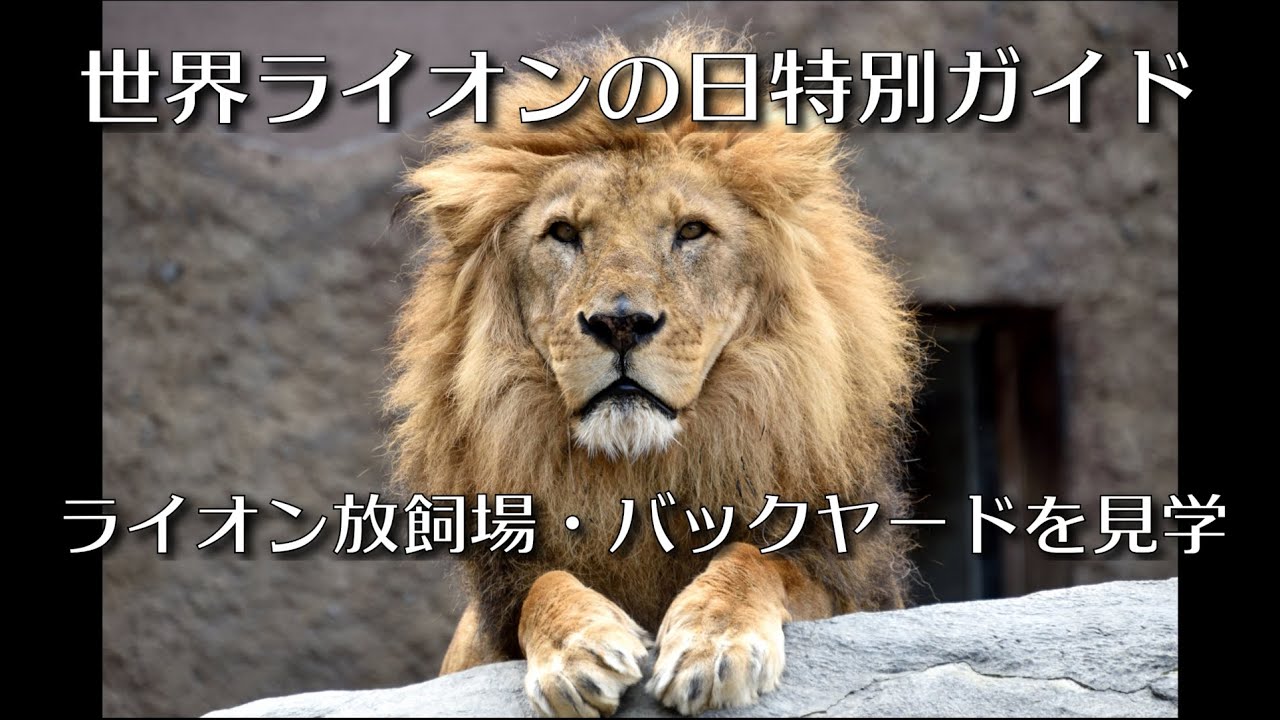 ライオンの放飼場とバックヤードに入ってみた　