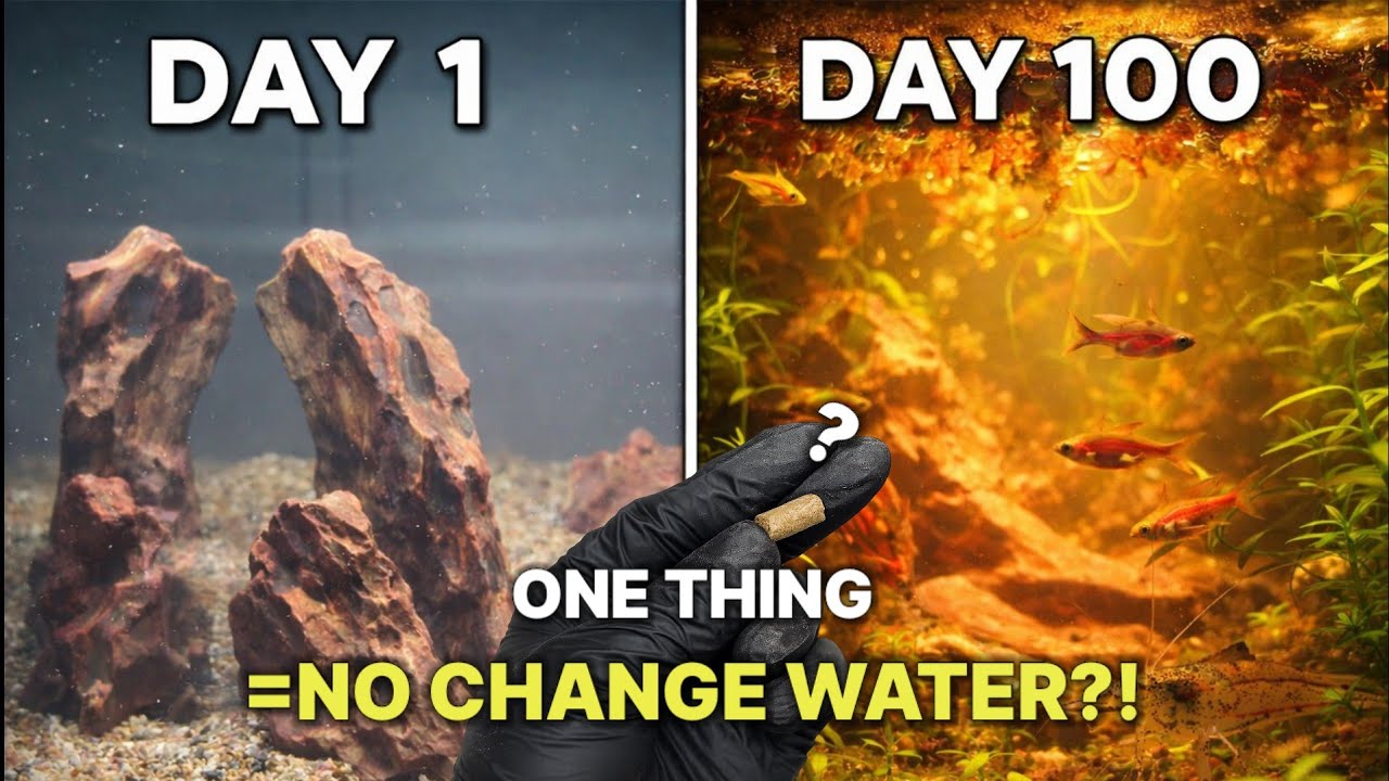 A No Water Change｜Low-Tech Biotope Aquarium ｜DAY 1 to Day 100)｜무환수어항