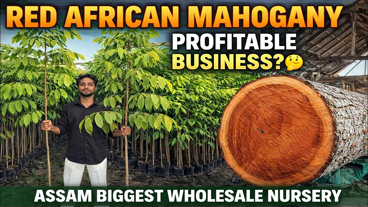 African Red Mahogany Farming Business Model: Earn Crores from Timber! | Complete Guide Step-by-step 