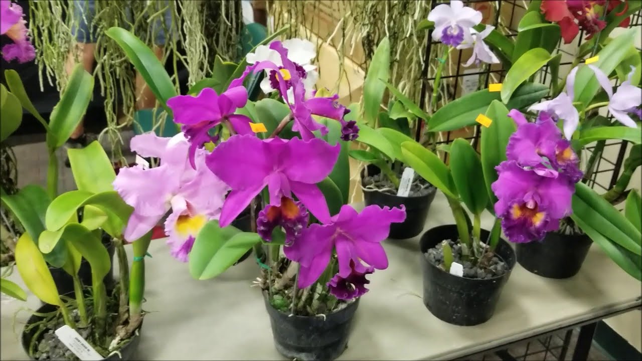 Como son las flores de Orquideas Vanda,  Cattleya e híbridos con Laelio y Brassavola  