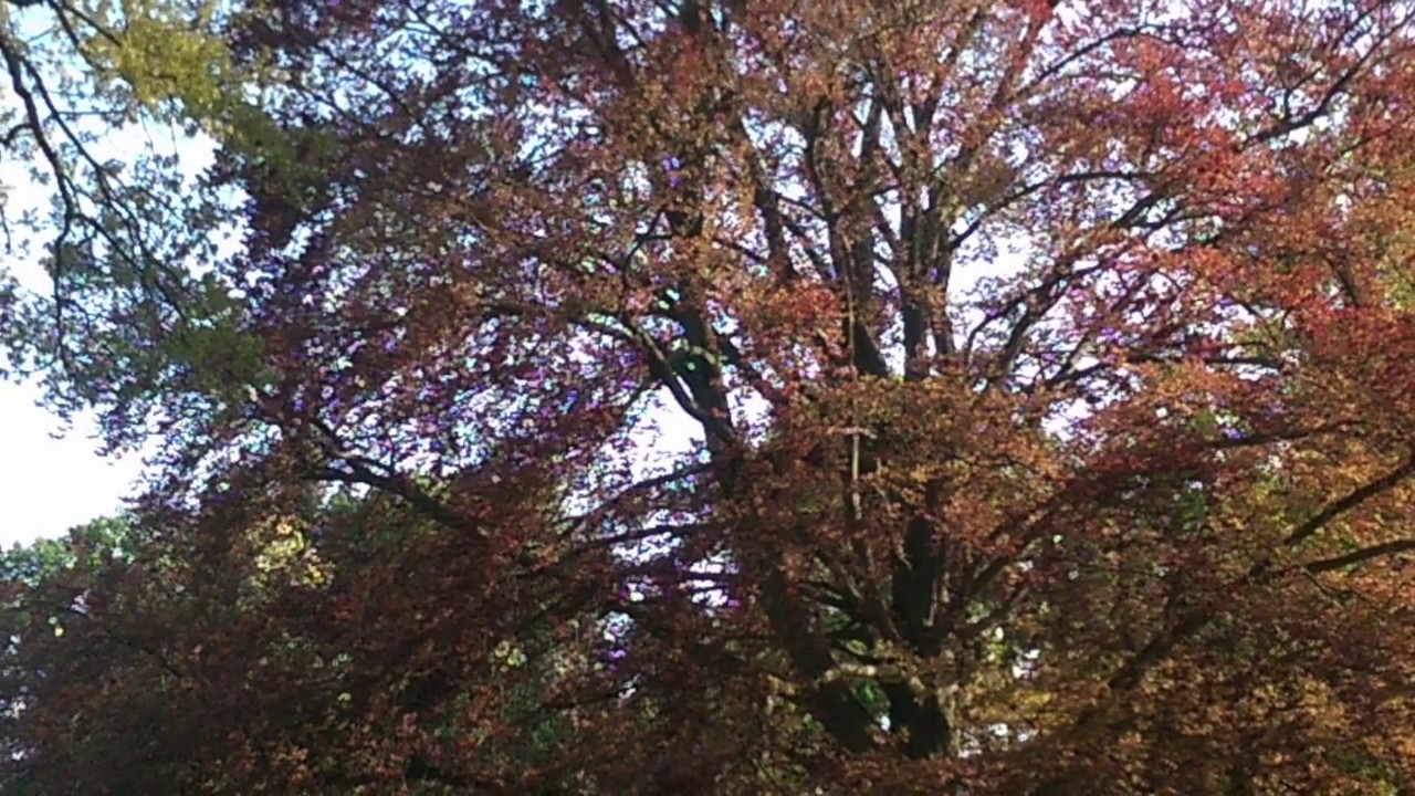 J.  P.  Rameau, Le rappel des oiseaux 1724, for descant and tenor recorder