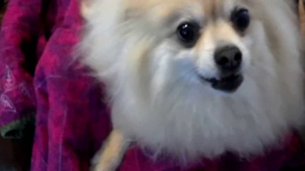 Pomeranian Won't Give Up the Recliner