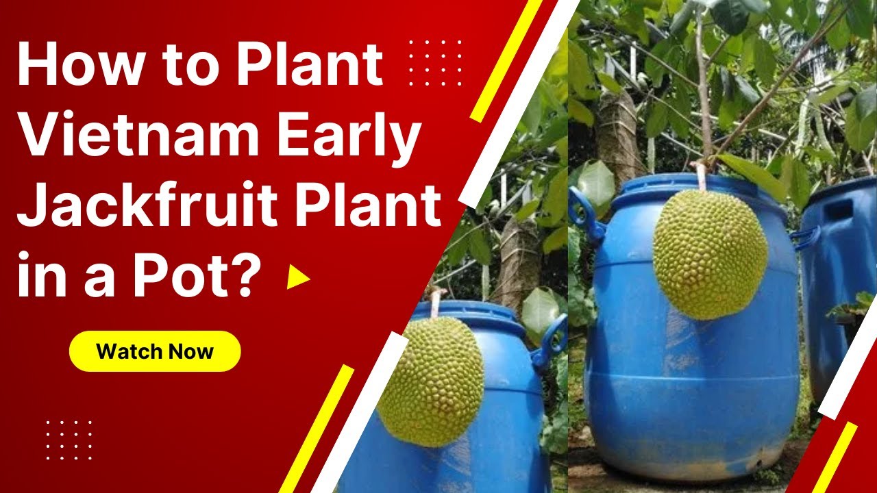 How to Plant a Vietnam Early Gold Jackfruit Sapling in Pot | Fertilization | Care | Greens Of Kerala