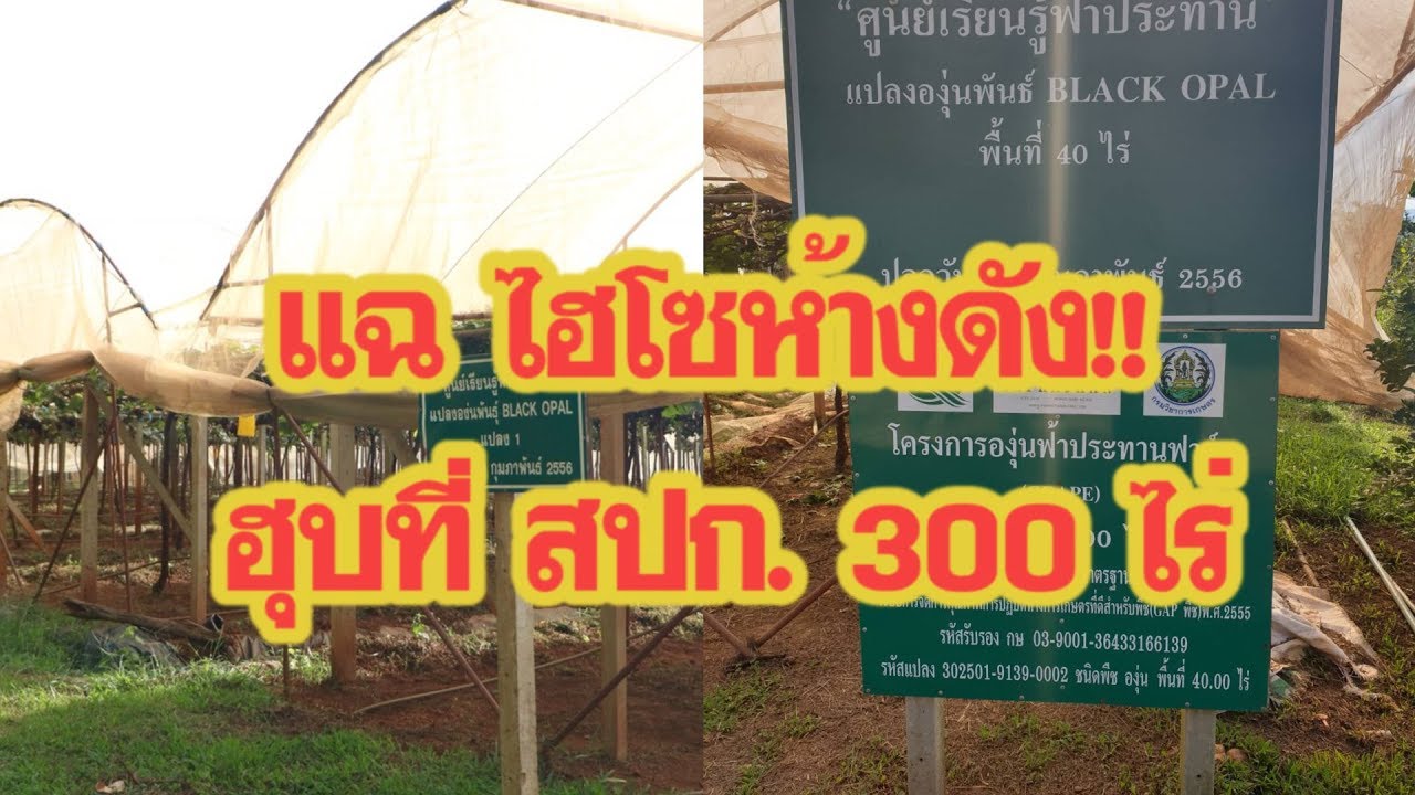 แฉ “ไฮโซห้างดัง” รังวัดที่ส.ป.ก.วังน้ำเขียว 300 ไร่ ด้านบิ๊กขรก.ฮุบ500ไร่ | เดลิ [HOT]นิวส์ 221061