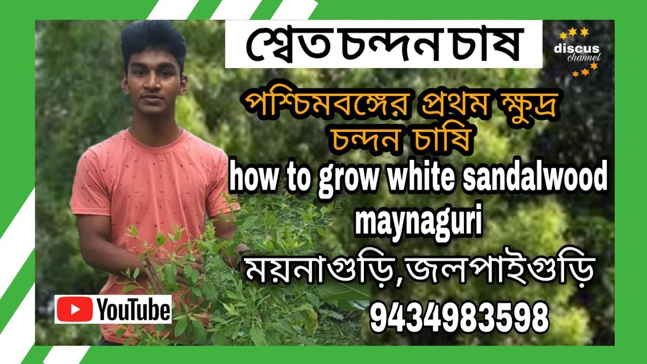 পশ্চিমবঙ্গে প্রথম শ্বেত চন্দন গাছ চাষ | white chandan tree | chandan tree farming in westbangal