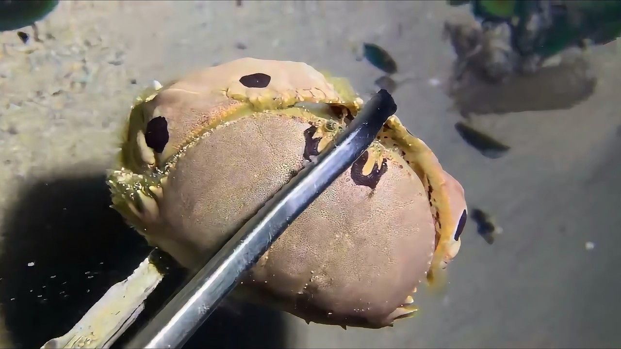 Diving to catch seafood, look how many I caught!！QU0111 #diving #fishing #lobster