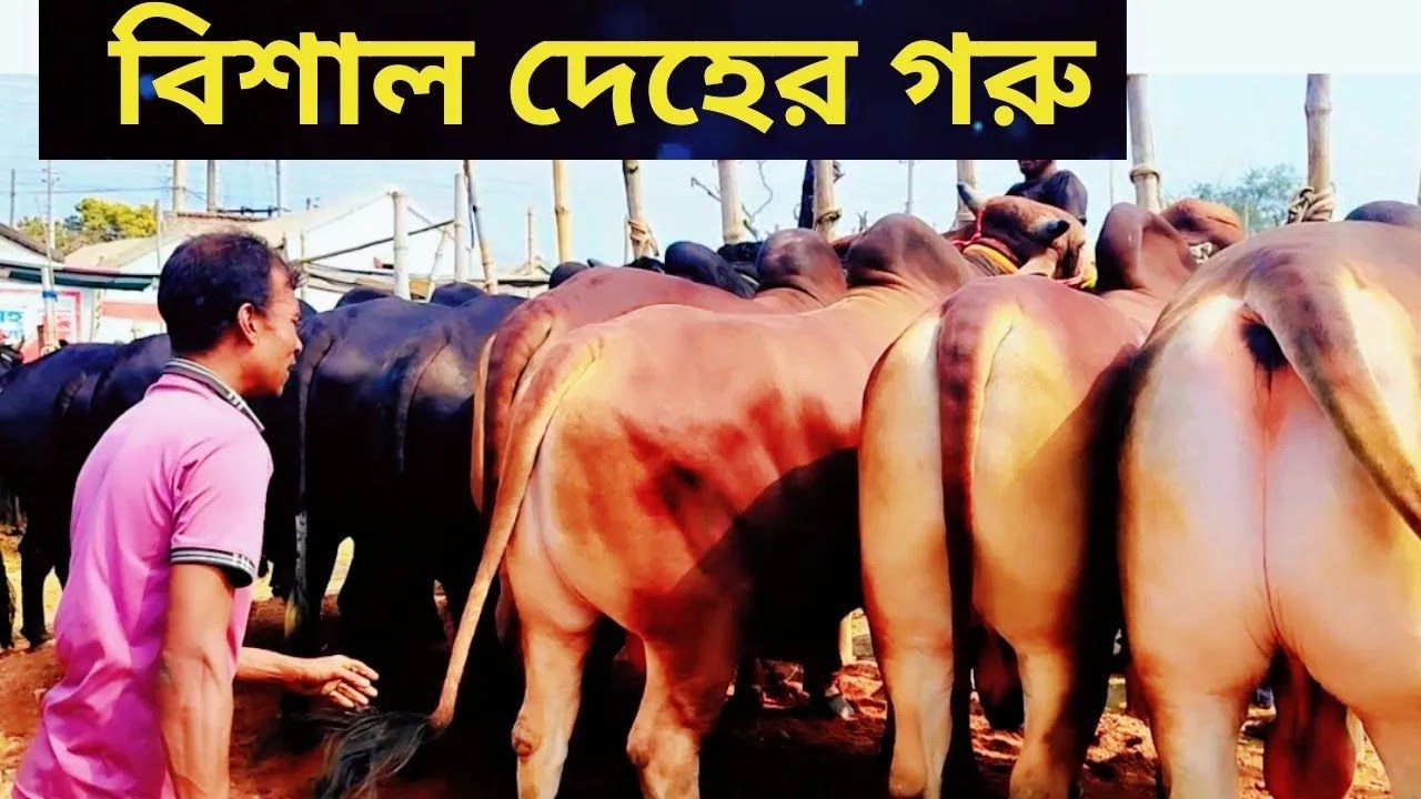 চুয়াডাঙ্গার আলমডাঙ্গার হাটে কেমন দরে গরু বিক্রি হচ্ছে দেখুন।