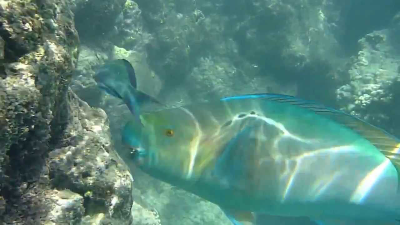 Ember Parrotfish (Scarus rubroviolaceus). Oahu, Hawaii 2014.