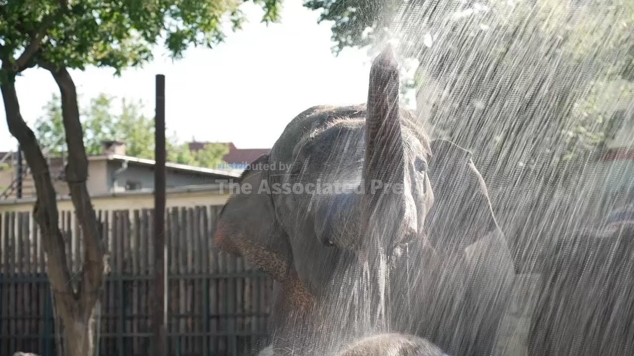 Elephants at the Budapest Zoo are cooled with cold water as heat spreads across Europe