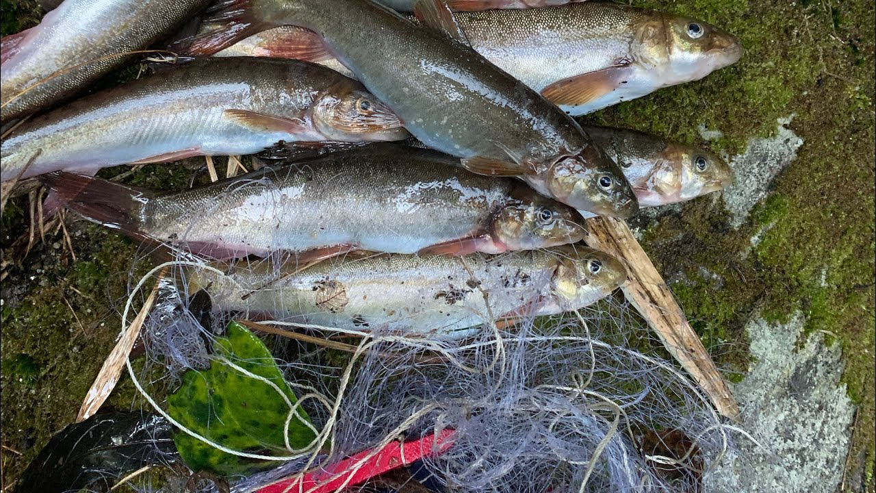 Net fishing -asala macha