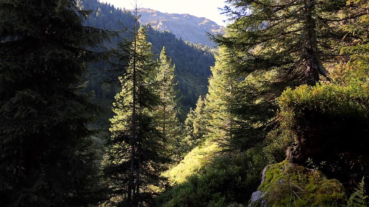 #19 Mountain Stillness | Fog, Golden Light & Alpine Solitude