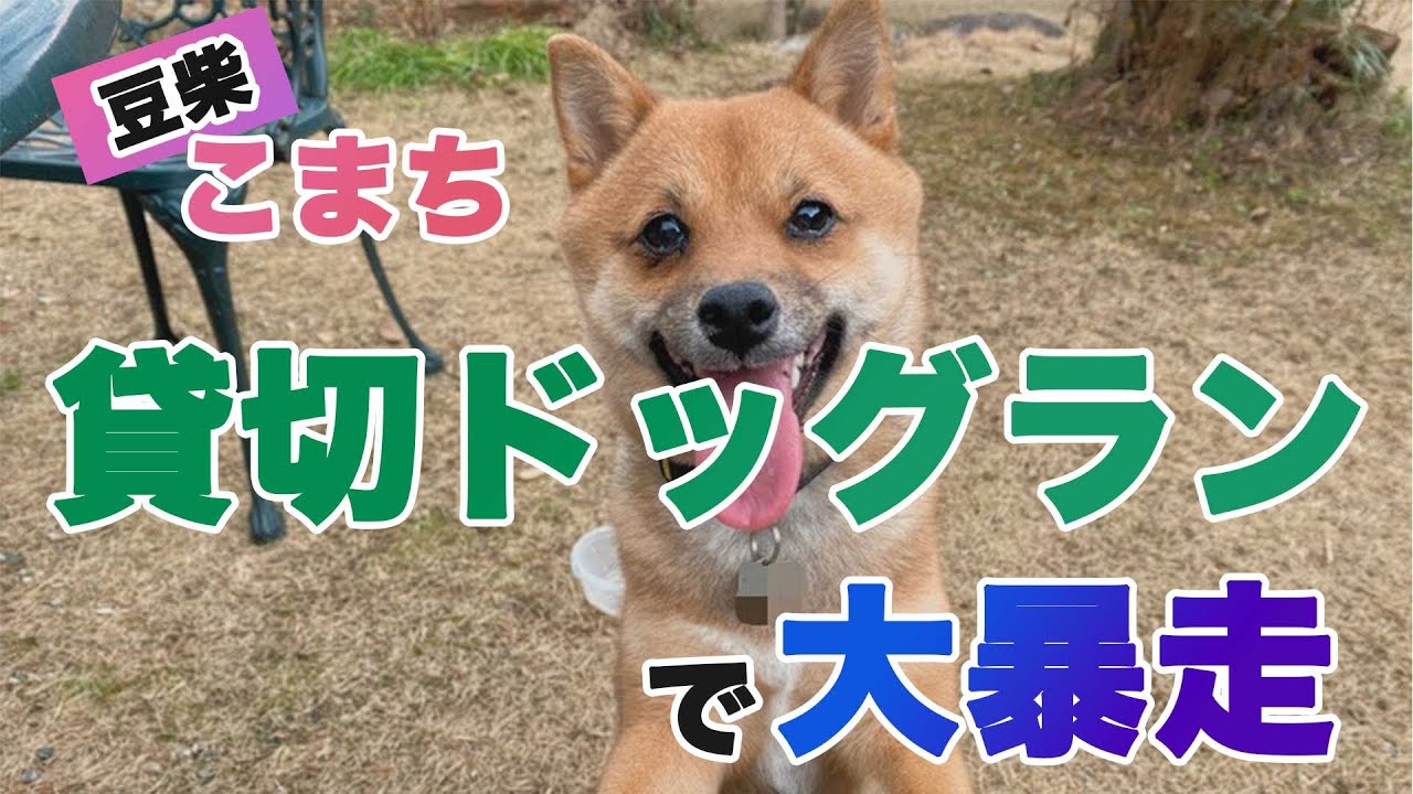 【豆柴】愛知県の貸切ドッグラン「ドッグガーデンスパニエル」で大暴走する柴犬