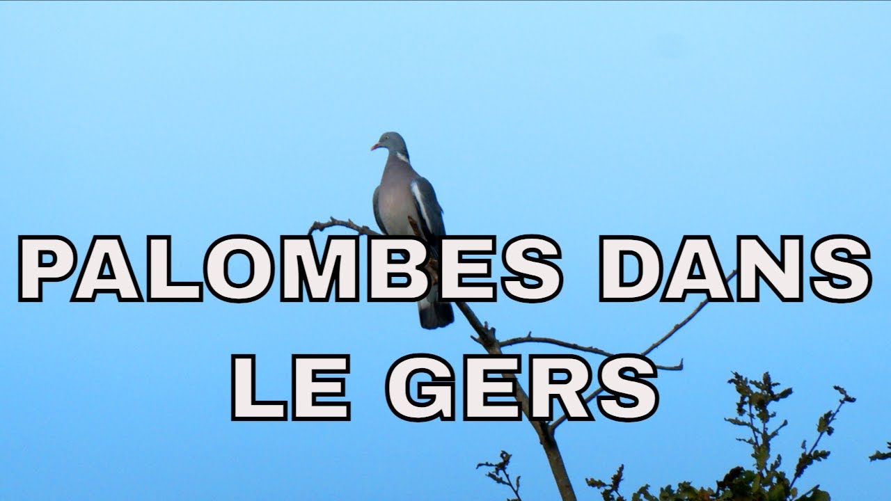 La fièvre bleue dans le Sud Ouest part 3